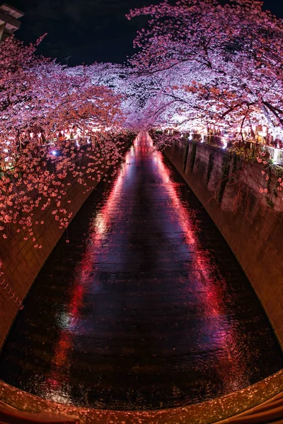 Цветение Сакуры Полном Расцвете Реки Мегуро — стоковое фото