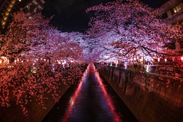 Цветение Сакуры Полном Расцвете Реки Мегуро — стоковое фото
