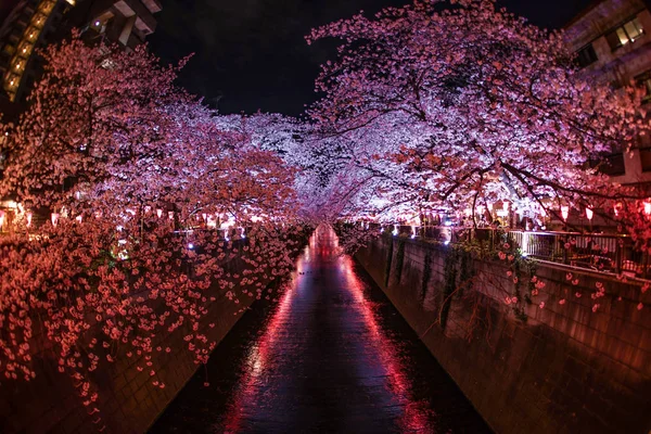 Cherry Blossoms Full Bloom Meguro River — 스톡 사진