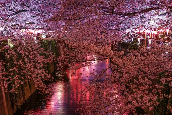 Třešňové Květy Plném Květu Řeky Meguro — Stock fotografie