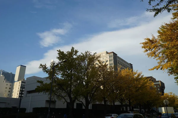 Herbstblätter Von Jokohama Japanischer Boulevard — Stockfoto