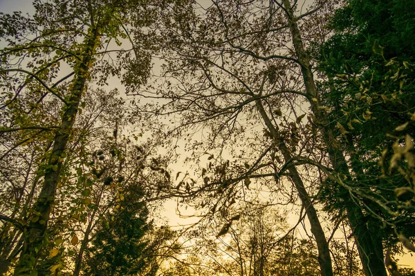 Pôr Sol Silhueta Florestal Sendai Era Gelo Floresta — Fotografia de Stock