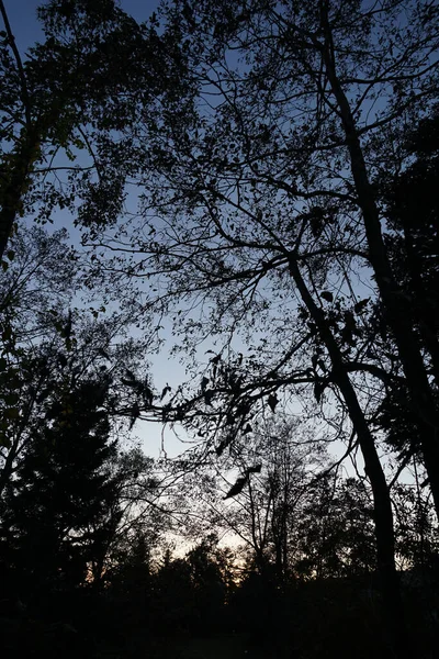 Solnedgång Och Skogsiluett Sendai Istid Skogen — Stockfoto