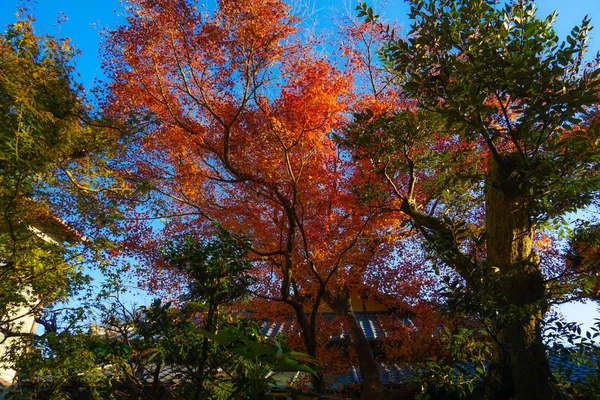 Autumn Leaves Kamakura Skyline — Stock Photo, Image