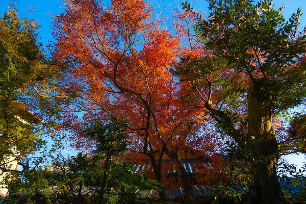 Folhas Outono Horizonte Kamakura — Fotografia de Stock