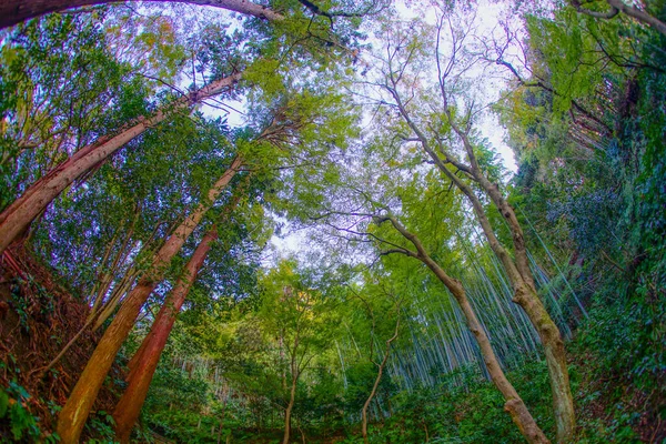 Kamakura Prefeitura Kanagawa Imagem Floresta Bambu — Fotografia de Stock