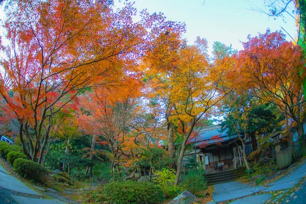 Herbstblätter Und Kamakura Skyline — Stockfoto