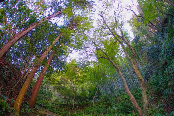 Kamakura Prefettura Kanagawa Immagine Foresta Bambù — Foto Stock