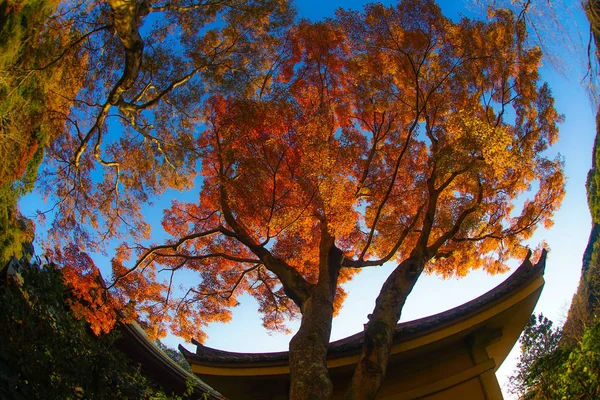 Folhas Outono Horizonte Kamakura — Fotografia de Stock