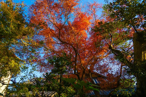 Folhas Outono Horizonte Kamakura — Fotografia de Stock
