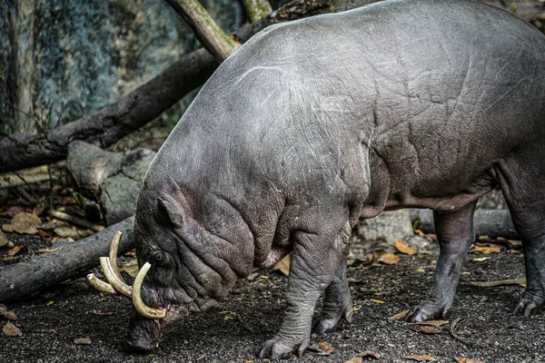 Image Babirusa Wild Stock Picture