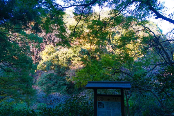 Folhas Outono Horizonte Kamakura — Fotografia de Stock