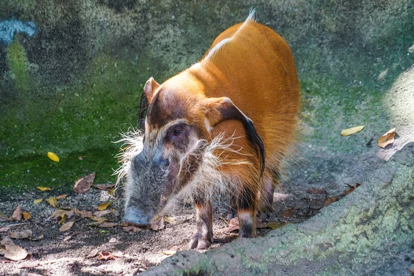 멧돼지의 — 스톡 사진