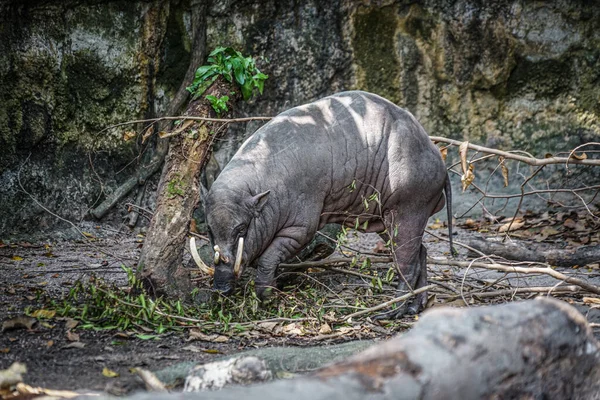 Immagine Babirusa Selvatica — Foto Stock