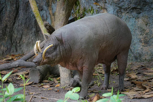 Immagine Babirusa Selvatica — Foto Stock