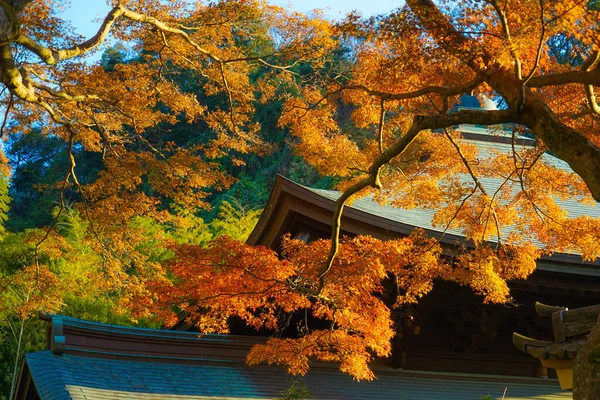秋叶和Kamakura天际线 — 图库照片