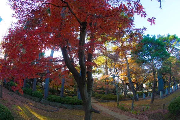 Afbeelding Van Herfstkleuren Van Gotokuji — Stockfoto