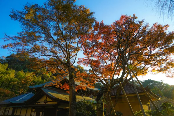 秋叶和Kamakura天际线 — 图库照片