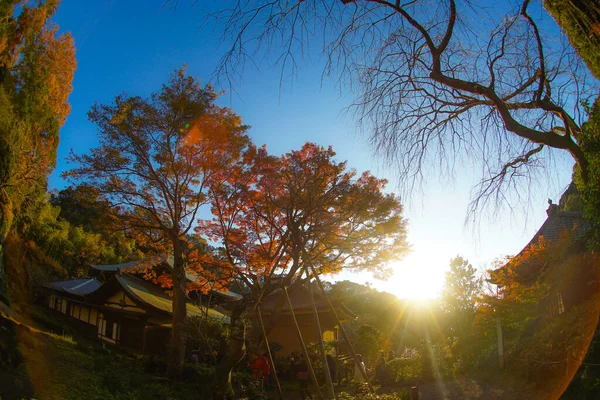 Herbstblätter Und Kamakura Skyline — Stockfoto