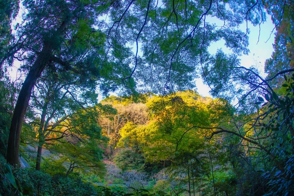 Kamakura Prefeitura Kanagawa Imagem Floresta Bambu — Fotografia de Stock