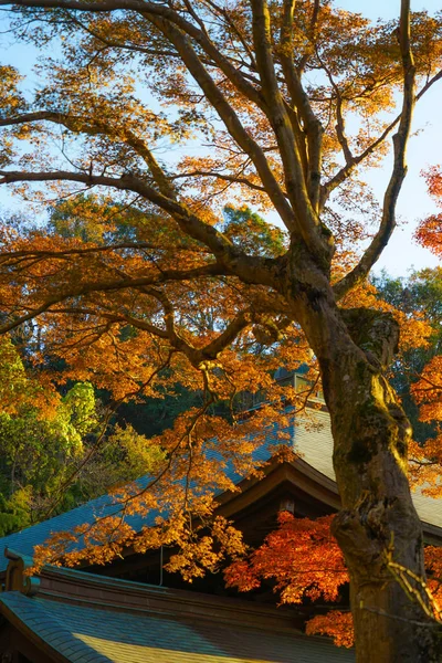 Hojas Otoño Horizonte Kamakura — Foto de Stock