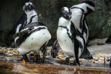 Kayaların üzerinde duran Humboldt pengueninin