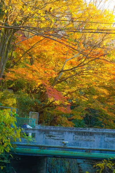 Herbstblätter Und Kamakura Skyline — Stockfoto