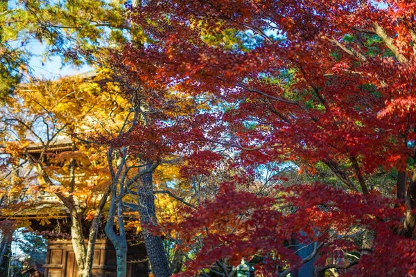 Bild Der Herbstfarben Von Gotokuji — Stockfoto