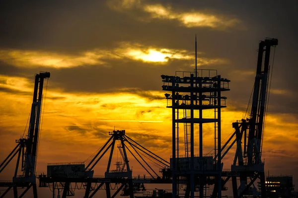 Kranich Gruppe Von Yokohama Port Und Abend — Stockfoto