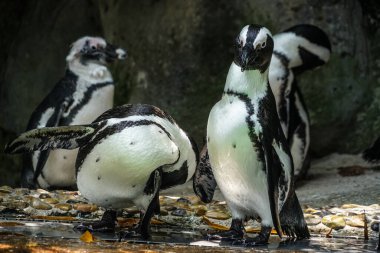 Kayaların üzerinde duran Humboldt pengueninin
