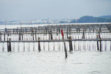 İstiridye çiftliği rafı (Miyagi Bölgesi Matsushima)