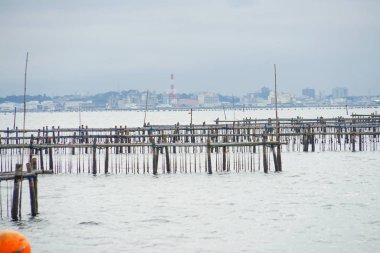İstiridye çiftliği rafı (Miyagi Bölgesi Matsushima)