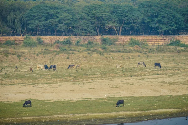 India Río Agra Yamuna Lecho Del Río — Foto de Stock