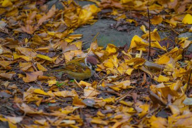 Sonbahar yaprakları ve serçe resmi