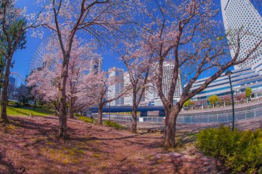 Sakura ve Yokohama Minato Mirai 'nin çiçeklenmiş çatıları.