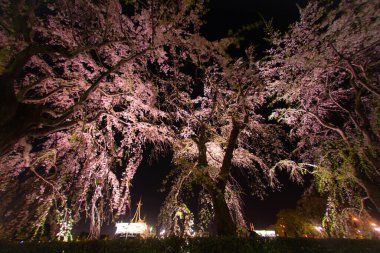Yamashita kiraz parkı ve Hikawamaru