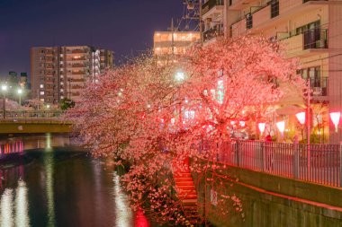 Geceleri Ooka Nehri Purobunado 'nun kiraz çiçeklerini görmeye gidiyorum.
