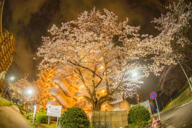 Cherry blossoms of Yokohama Hodogaya-ku, clipart