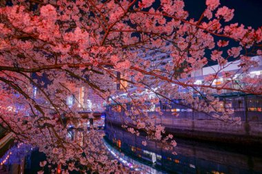 Geceleri Ooka Nehri Purobunado 'nun kiraz çiçeklerini görmeye gidiyorum.