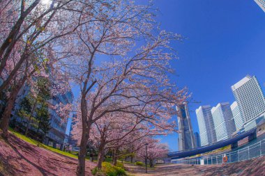 Sakura ve Yokohama Minato Mirai 'nin çiçeklenmiş çatıları.