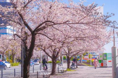 Sakura ve Yokohama Minato Mirai 'nin çiçeklenmiş çatıları.