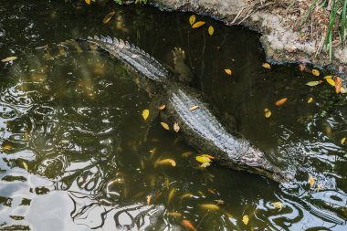 Ormanda gizlenen timsah (sahte Ganj timsahı))