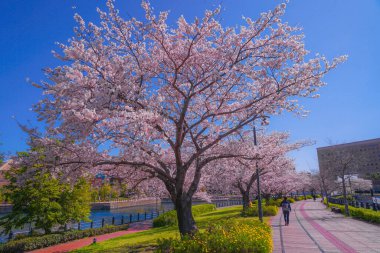 Sakura ve Yokohama Minato Mirai 'nin çiçeklenmiş çatıları.