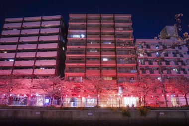 Geceleri Ooka Nehri Purobunado 'nun kiraz çiçeklerini görmeye gidiyorum.