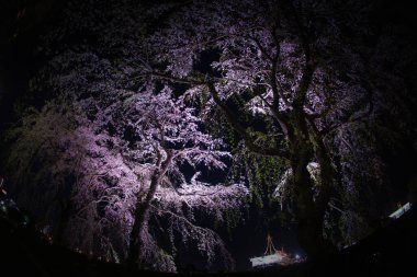 Yamashita kiraz parkı ve Hikawamaru