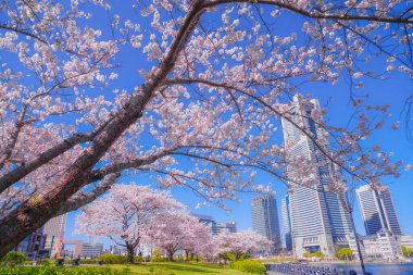Sakura ve Yokohama Minato Mirai 'nin çiçeklenmiş çatıları.