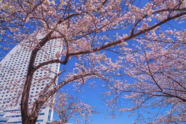 Sakura ve Yokohama Minato Mirai 'nin çiçeklenmiş çatıları.