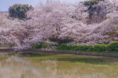 Kamakuralı Sakura, Tsuruoka Hachiman
