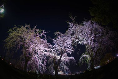 Yamashita kiraz parkı ve Hikawamaru