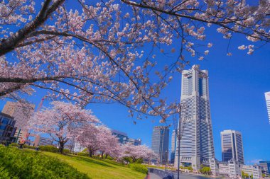 Sakura ve Yokohama Minato Mirai 'nin çiçeklenmiş çatıları.